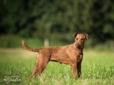 irish-terrier-vom-haseland