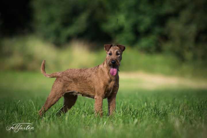Irish Terrier Purple Haze Donovan vom Haseland Irish Terrier Purple Haze Donovan vom Haseland