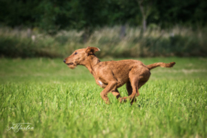 Irish Terrier vom Haseland Irish Terrier rennt
