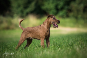 Purple Haze Donovan vom Haseland Irish Terrier Rüde vom Haseland Standbild