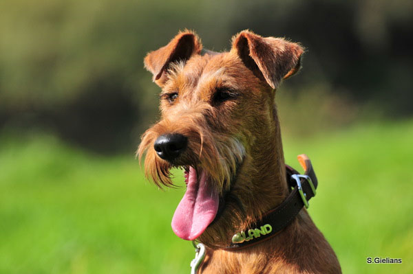 Irish Terrier vom Haseland Irish Terrier Trudi vom Haseland