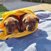 Zwei Irish Terrier Welpen zusammen auf einer Liege in der Sonne