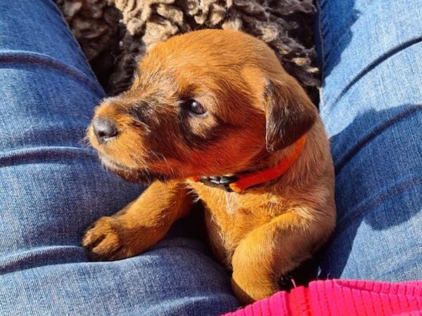 Irish Terrier Welpe vom Haseland Frühförderung Woche 3 Irish Welpe schaut in die Sonne erste Ausflug nach draußen.
