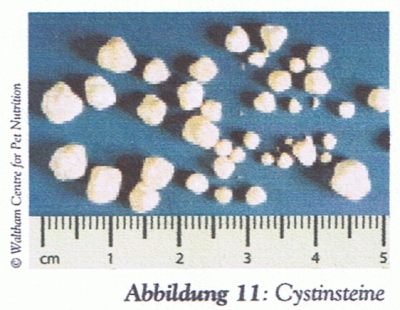 Irish Terrier Cystinsteine Irish Terrier Cystinsteine