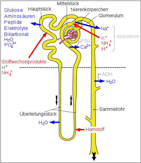 schematischer-Nierenaufbau